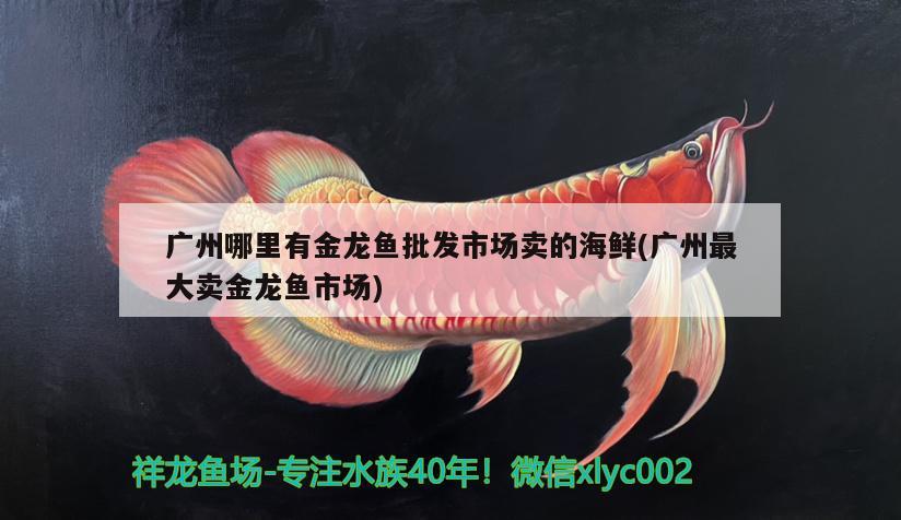 廣州哪里有金龍魚(yú)批發(fā)市場(chǎng)賣的海鮮(廣州最大賣金龍魚(yú)市場(chǎng))