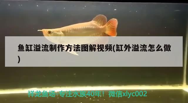 魚缸溢流制作方法圖解視頻(缸外溢流怎么做) 祥龍魚場品牌產(chǎn)品