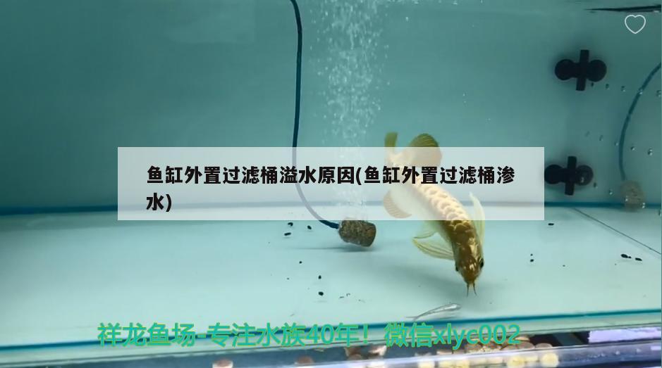 魚缸外置過濾桶溢水原因(魚缸外置過濾桶滲水)