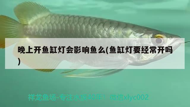 晚上開(kāi)魚(yú)缸燈會(huì)影響魚(yú)么(魚(yú)缸燈要經(jīng)常開(kāi)嗎)