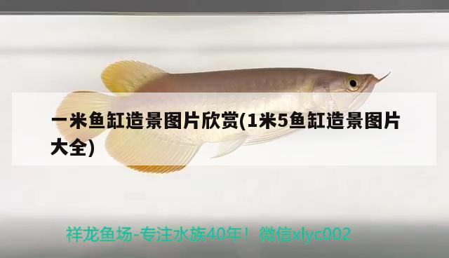 一米魚缸造景圖片欣賞(1米5魚缸造景圖片大全) 翡翠鳳凰魚 第2張