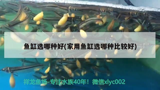 魚缸選哪種好(家用魚缸選哪種比較好) 福滿鉆魚 第3張