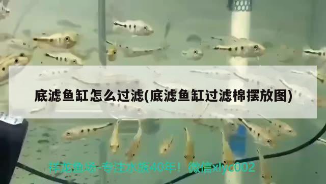 底濾魚缸怎么過濾(底濾魚缸過濾棉擺放圖) 黃金達摩魚