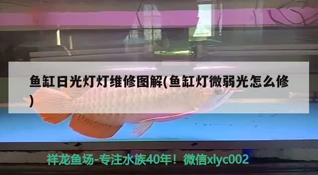 魚缸日光燈燈維修圖解(魚缸燈微弱光怎么修) 小型觀賞魚