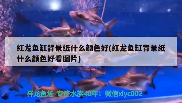 紅龍魚(yú)缸背景紙什么顏色好(紅龍魚(yú)缸背景紙什么顏色好看圖片) 黃金斑馬魚(yú)