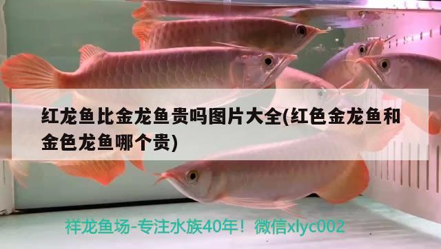 龍魚(yú)身上有小白點(diǎn)是什么病癥(金龍魚(yú)身上有白點(diǎn)什么情況) 超血紅龍魚(yú)