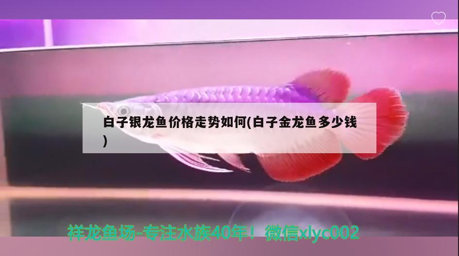 白子銀龍魚價格走勢如何(白子金龍魚多少錢) 白子金龍魚 第2張