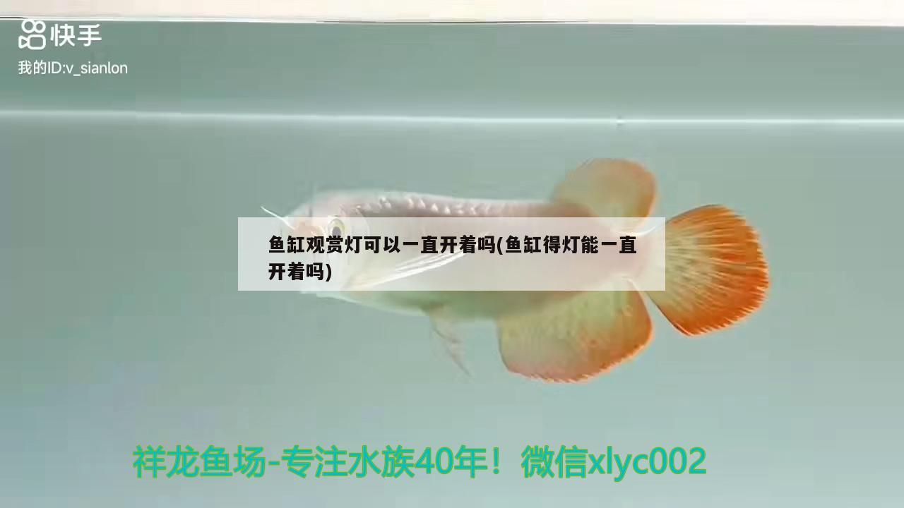 魚缸觀賞燈可以一直開著嗎(魚缸得燈能一直開著嗎) 錦鯉魚百科