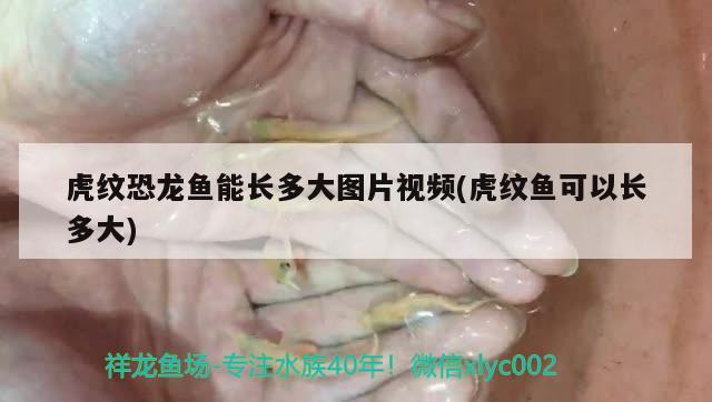 虎紋恐龍魚能長多大圖片視頻(虎紋魚可以長多大) 野彩魚