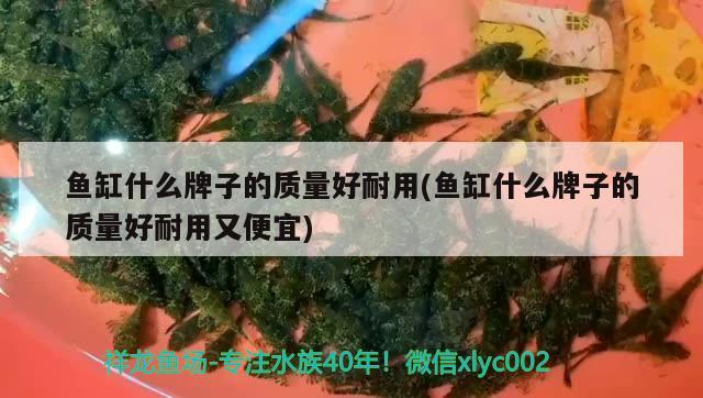 魚缸什么牌子的質(zhì)量好耐用(魚缸什么牌子的質(zhì)量好耐用又便宜)