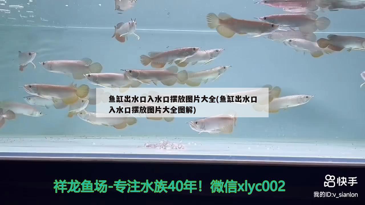 魚缸出水口入水口擺放圖片大全(魚缸出水口入水口擺放圖片大全圖解)