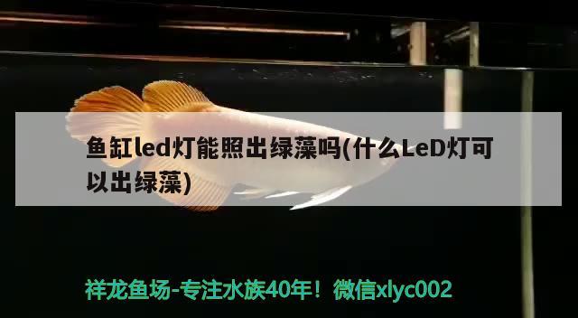 魚缸led燈能照出綠藻嗎(什么LeD燈可以出綠藻)