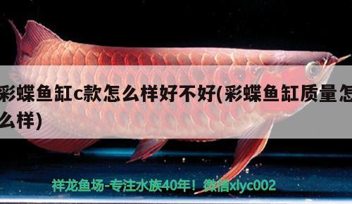 彩蝶魚缸c款怎么樣好不好(彩蝶魚缸質(zhì)量怎么樣)