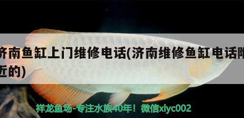 藍色的金龍魚是什么魚啊圖片：金龍魚藍色的貴還是金色的貴