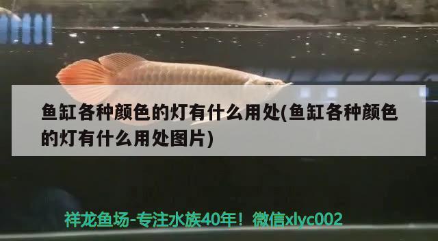 魚缸各種顏色的燈有什么用處(魚缸各種顏色的燈有什么用處圖片)