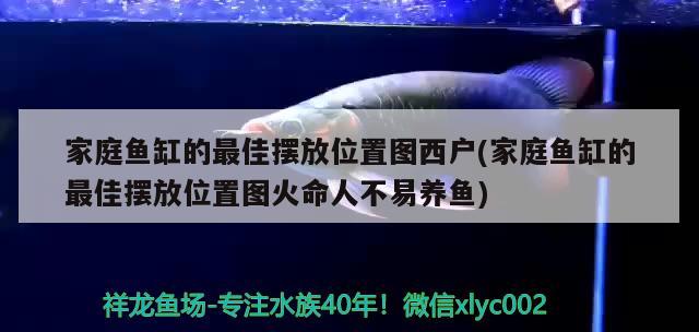 龍騰虎躍求助 魚(yú)糧魚(yú)藥 第1張