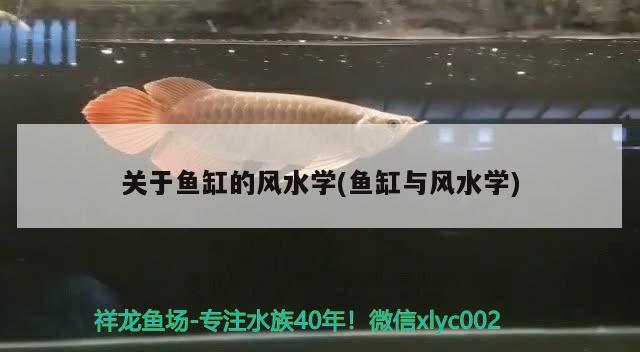 十大龍魚魚缸品牌(十大龍魚魚缸品牌排名) 白寫錦鯉魚