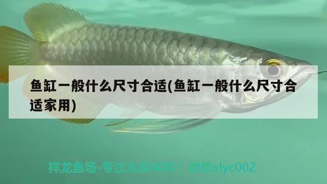 魚缸一般什么尺寸合適(魚缸一般什么尺寸合適家用) 星點(diǎn)金龍魚