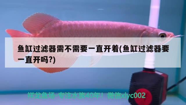 魚缸過濾器需不需要一直開著(魚缸過濾器要一直開嗎?)