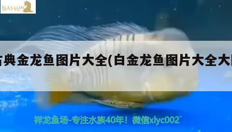 古典金龍魚圖片大全(白金龍魚圖片大全大圖)