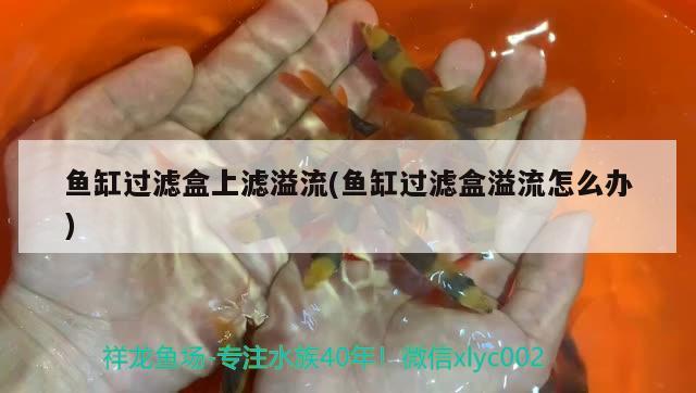 魚缸過濾盒上濾溢流(魚缸過濾盒溢流怎么辦)