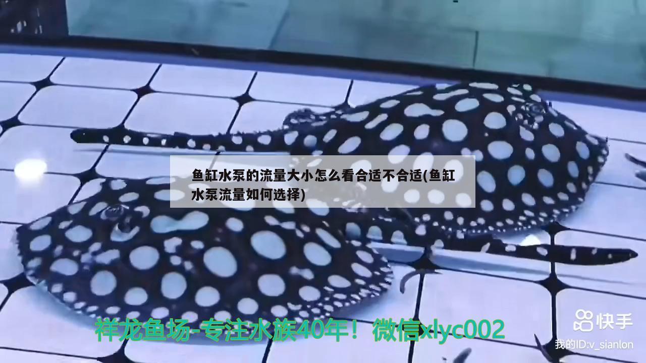 魚缸水泵的流量大小怎么看合適不合適(魚缸水泵流量如何選擇) 魚缸水泵