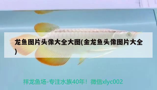 龍魚圖片頭像大全大圖(金龍魚頭像圖片大全) 銀古魚苗