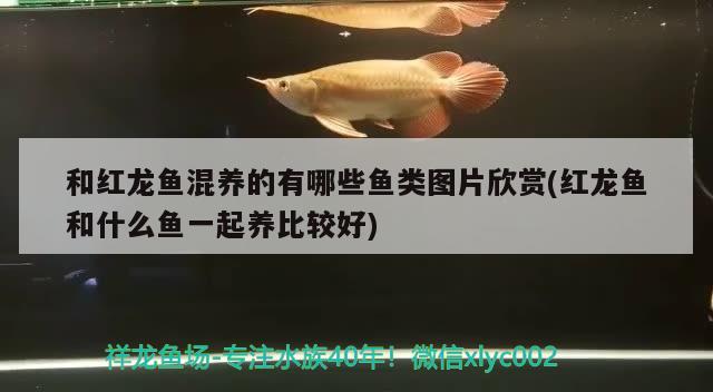 和紅龍魚混養(yǎng)的有哪些魚類圖片欣賞(紅龍魚和什么魚一起養(yǎng)比較好)