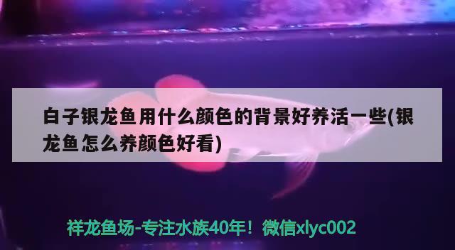 白子銀龍魚用什么顏色的背景好養(yǎng)活一些(銀龍魚怎么養(yǎng)顏色好看) 銀龍魚百科