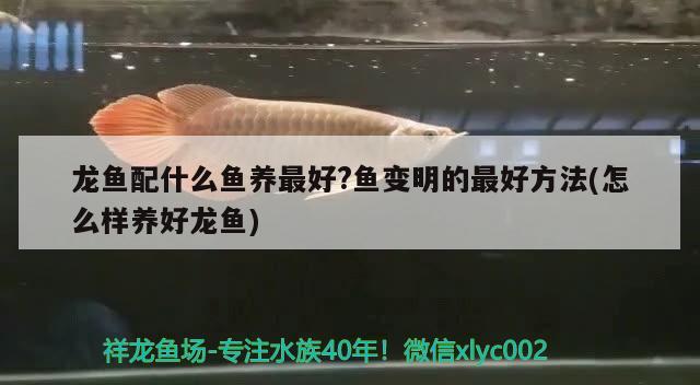 龍魚配什么魚養(yǎng)最好?魚變明的最好方法(怎么樣養(yǎng)好龍魚) 斯維尼關(guān)刀魚