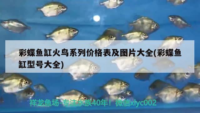 一個月不在家魚會餓死嗎，家里沒人魚缸里的魚怎么辦