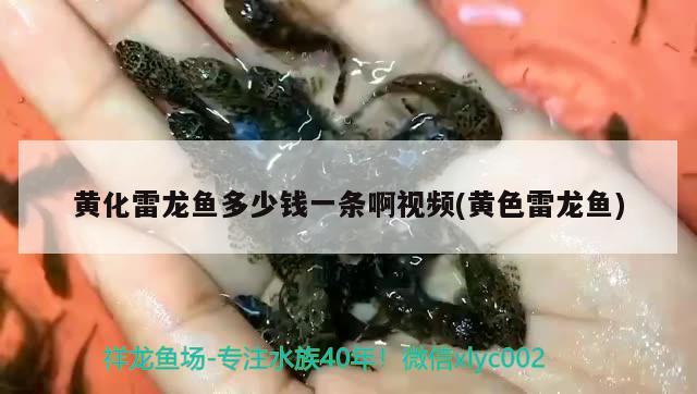 黃化雷龍魚多少錢一條啊視頻(黃色雷龍魚) 黑云魚