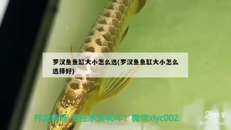 羅漢魚魚缸大小怎么選(羅漢魚魚缸大小怎么選擇好) 羅漢魚