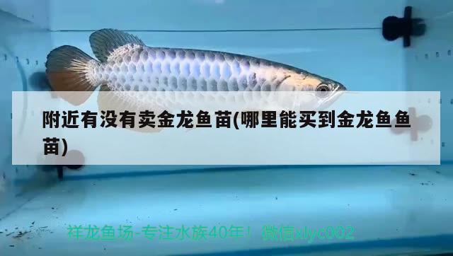 附近有沒有賣金龍魚苗(哪里能買到金龍魚魚苗)