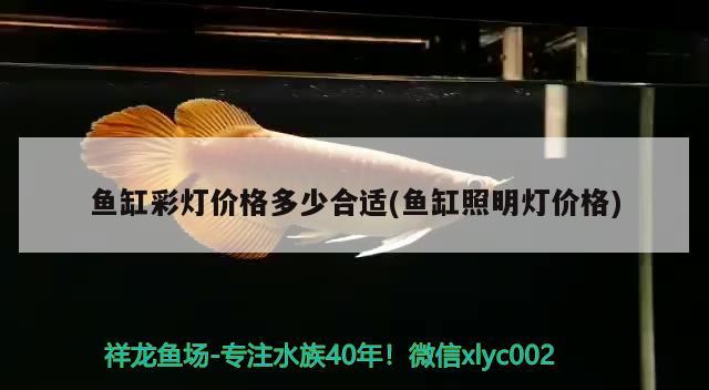 魚缸彩燈價格多少合適(魚缸照明燈價格)