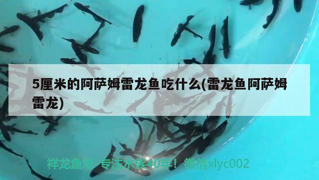 濟寧哪里賣魚缸便宜又好用的(濟寧哪里賣魚缸便宜又好用的店) 黃金斑馬魚