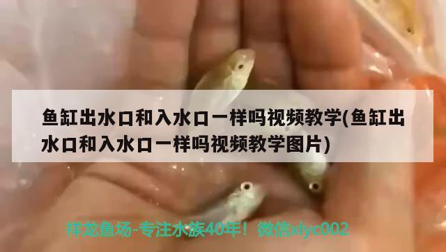 魚缸出水口和入水口一樣嗎視頻教學(xué)(魚缸出水口和入水口一樣嗎視頻教學(xué)圖片) 觀賞魚百科