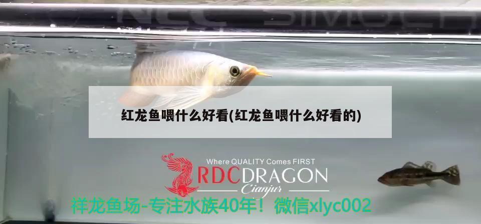 紅龍魚喂什么好看(紅龍魚喂什么好看的) 非洲金鼓魚