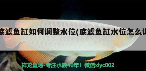 底濾魚(yú)缸如何調(diào)整水位(底濾魚(yú)缸水位怎么調(diào)) 大日玉鯖魚(yú)