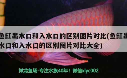 彩蝶魚缸哪款性價(jià)比高(彩蝶魚缸哪款性價(jià)比高)