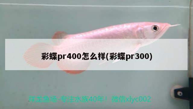 彩蝶pr400怎么樣(彩蝶pr300)