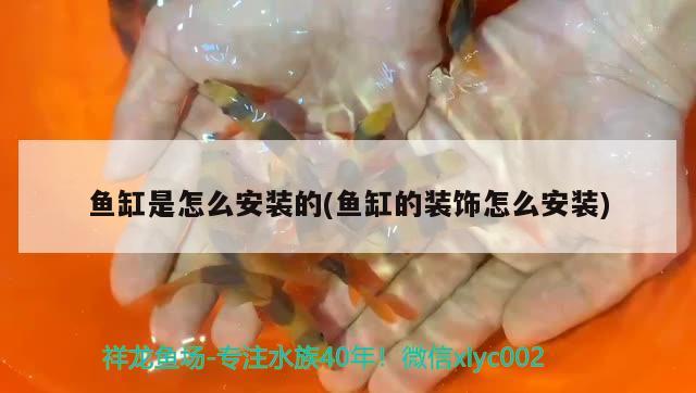 魚缸是怎么安裝的(魚缸的裝飾怎么安裝)