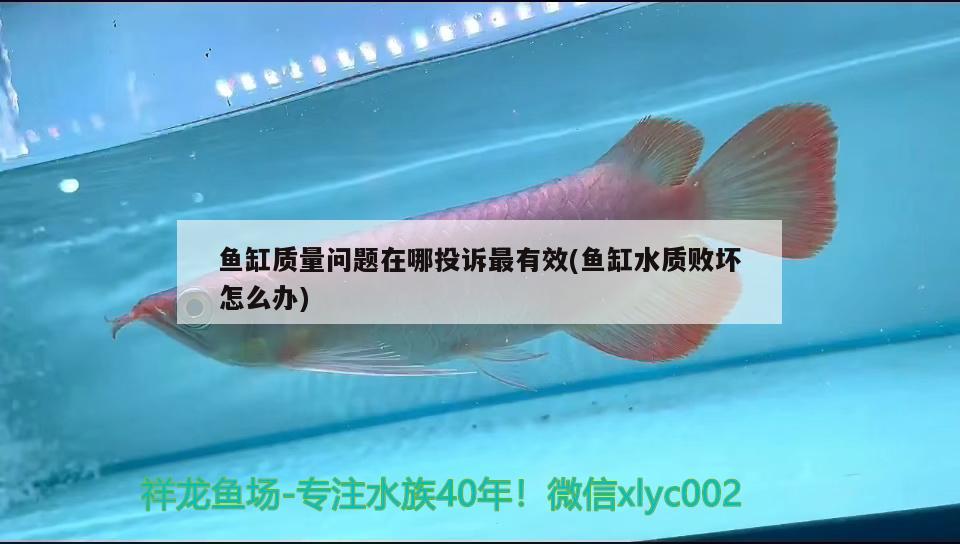 阿拉善盟水族館有魚友說這魚紅不了 三間鼠魚苗 第2張