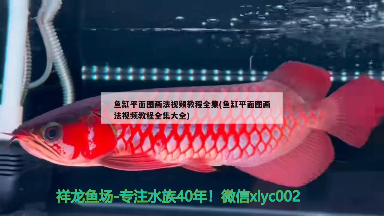 魚(yú)缸平面圖畫(huà)法視頻教程全集(魚(yú)缸平面圖畫(huà)法視頻教程全集大全) 女王大帆魚(yú)