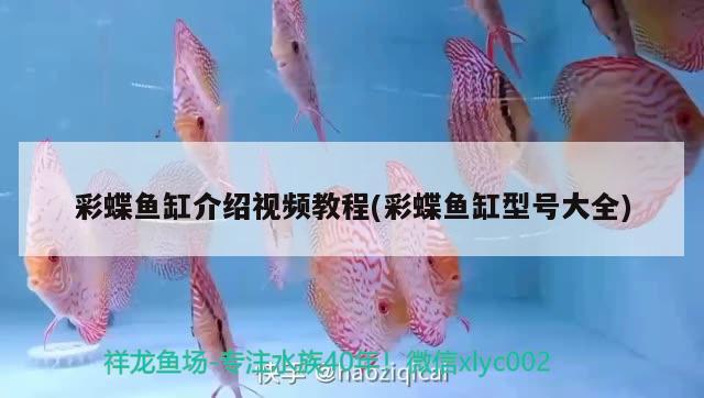 彩蝶魚缸介紹視頻教程(彩蝶魚缸型號大全) 水草