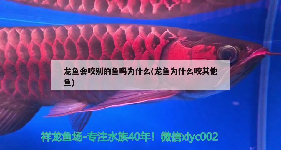 龍魚(yú)會(huì)咬別的魚(yú)嗎為什么(龍魚(yú)為什么咬其他魚(yú))