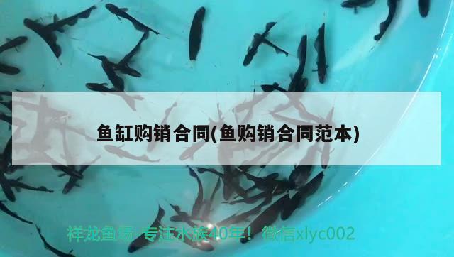 魚(yú)缸購(gòu)銷(xiāo)合同(魚(yú)購(gòu)銷(xiāo)合同范本) 魚(yú)缸凈水劑