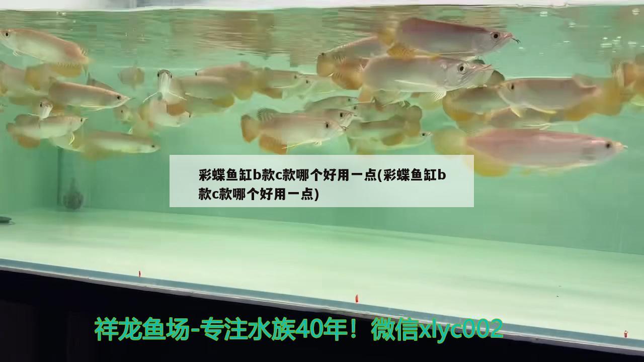 龍魚割雙眼皮視頻：龍魚做掉眼手術失敗