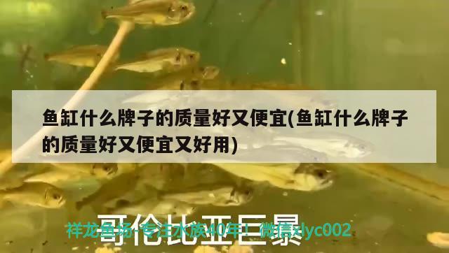 銀龍魚冬季水溫多少度適宜喂食的簡單介紹 銀龍魚 第3張