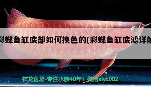 彩蝶魚缸底部如何換色的(彩蝶魚缸底濾詳解) 水族用品